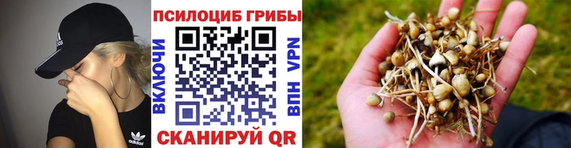 продажа наркотиков  кракен сайт  Псилоцибиновые грибы GOLDEN TEACHER  Курлово 